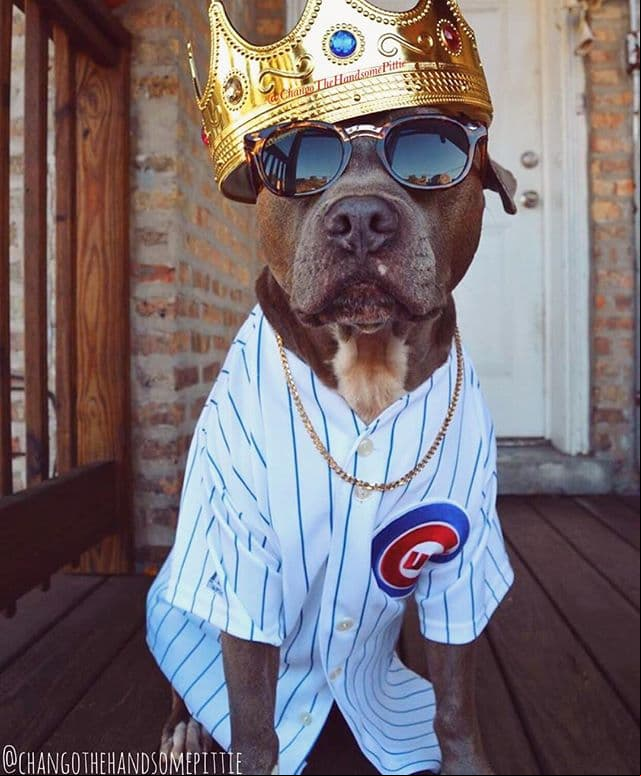 Fanáticos de los Cubs demostraron su pasión por el equipo y compartieron sus fotos del triunfo en las redes sociales. Mira esta galería.