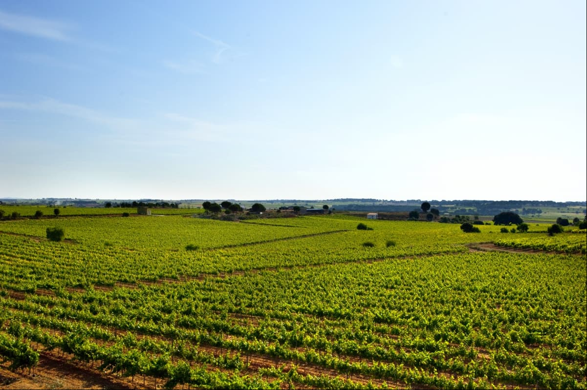 En los campos de su propiedad han logrado cultivar más de 120 clases de uvas, tanto nacionales como internacionales, de la mejor calidad.